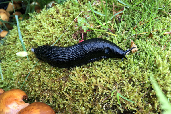 Limace noire (Arion ater) ou Loche noire © Nicolas Macaire / LPO